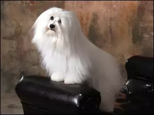 uczesany, Coton de Tulear