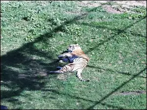zoo, Tygrys, łąka