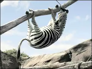 Drzewie, Zebra, Na