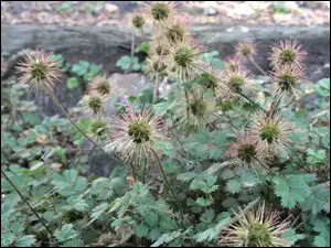 Aceny Buchanana, Kolczaste, Owoce