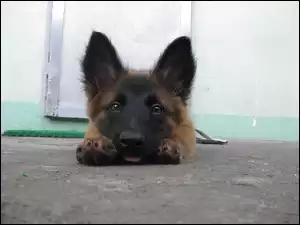 Owczarka belgijskiego Malinoisa, Głowa, łapki