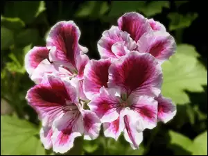 angielska, Pelargonia, różowa