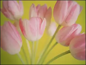 Różowe Tulipany