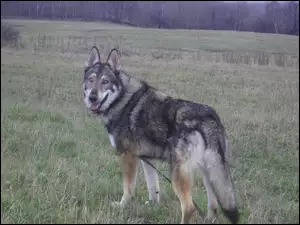 Saarlooswolfhond, łąka
