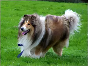 Owczarek Szkocki Collie