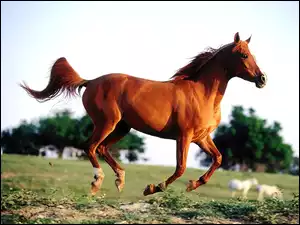 łąka, Koń, galop