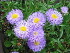 Aster, Ogród