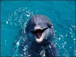 Delfin