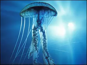 Meduza
