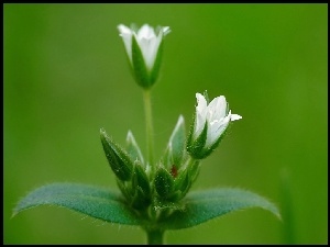 Kwiatuszki, Rogownica Pospolita, Białe