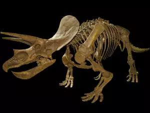 Szkielet, Triceratops