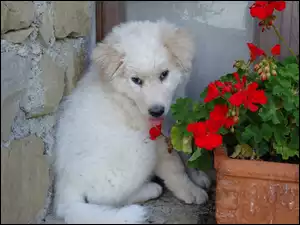 Maremmano-abruzzese, kwiatki, donica, czerwone