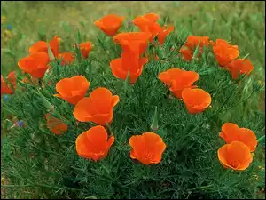 Makowiec, Papaver, Pomarańczowy