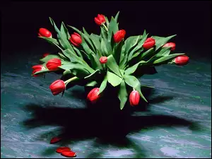 Tulipany