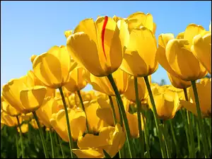 Uprawa, Żółte, Tulipany
