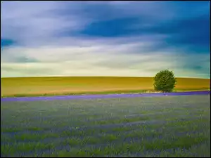 Uprawy, Krzak, Pole, Lawendy