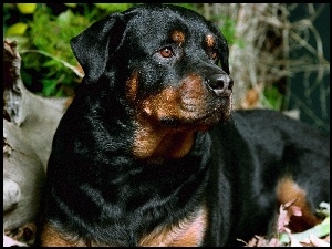 Czarny, Rottweiler