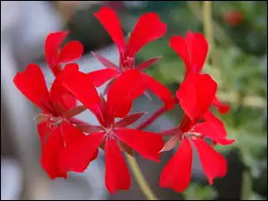 Verbena hybrida