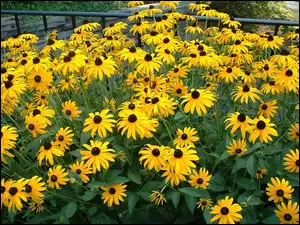 Kwitnące, Rudbekie Goldsturm