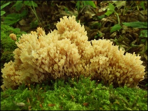 Grzyb, Świecznica