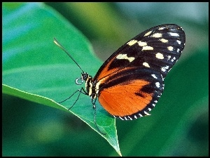 Motyl, liść