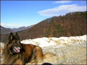 Owczarek belgijski Tervueren, Krajobraz