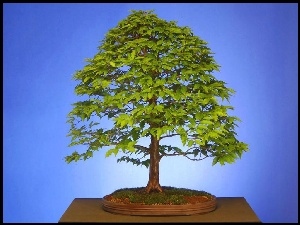 Drzewko bonsai