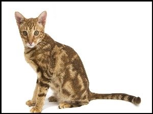 Plamy, Ocicat, Brązowe