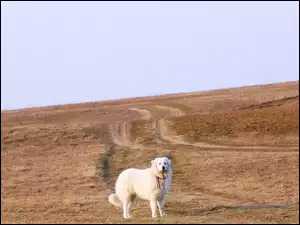 pole, Owczarek węgierski Kuvasz