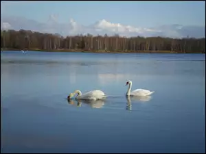 Dwa, Drzewa, Łabędzie nieme, Jezioro