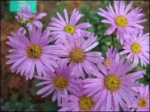 Aster alpejski