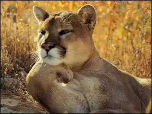 Puma