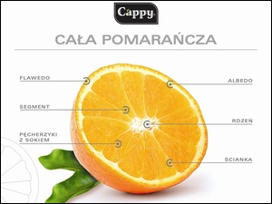 Pomarańczy, Opis
