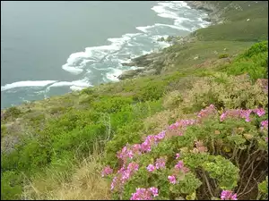 Góry, Kwiat, Fale, Krzew