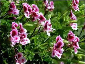 Angielska, Kwiat, Pelargonia