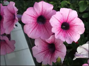 Różowa, Petunia ogrodowa