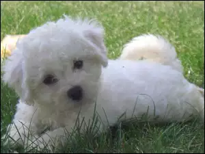 Bichon frise, trawa