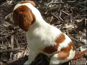 szczeniak, Springer spaniel walijski