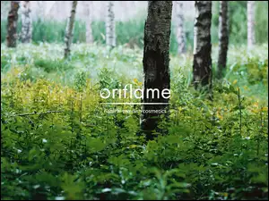 natura, Oriflame, brzoza, drzewo, las
