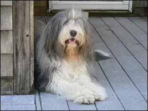 Duży, Bearded collie