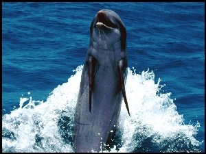 Delfin, Morze
