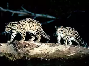 Oceloty