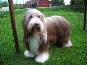 Zadbany, Bearded collie