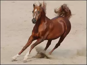 piach, Koń, galop