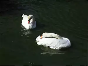 Łabędźie