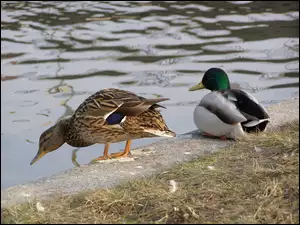 Dwie, Kaczki krzyżówki