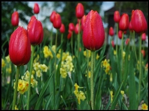 Czerwone, Tulipany