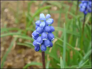 Muscari armeniacum