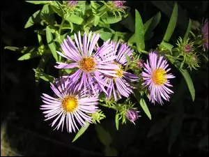 Listki, Aster, Zielone