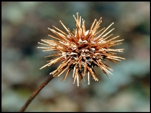 Acena Buchanana